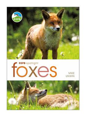 英文原版 RSPB Spotlight Foxes 狐狸之书 英国皇家鸟类保护协会聚焦系列 英文版 进口英语原版书籍