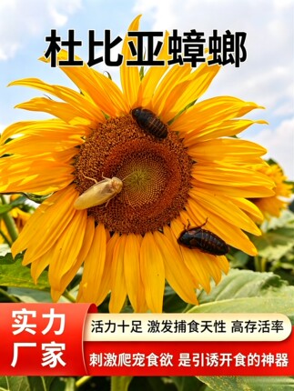 杜比亚蟑螂活饵昆虫饲料爬宠蜥蜴鬃狮各种规格都有顺丰包邮