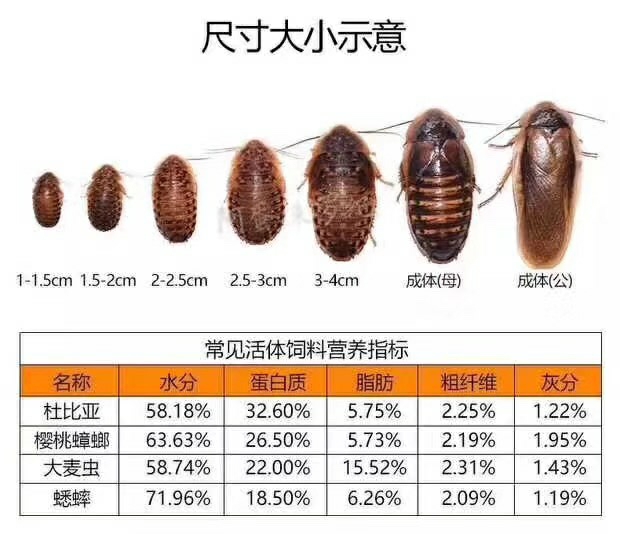 杜比亚蟑螂活饵昆虫饲料爬宠蜥蜴鬃狮绿色养殖场各种规格都有