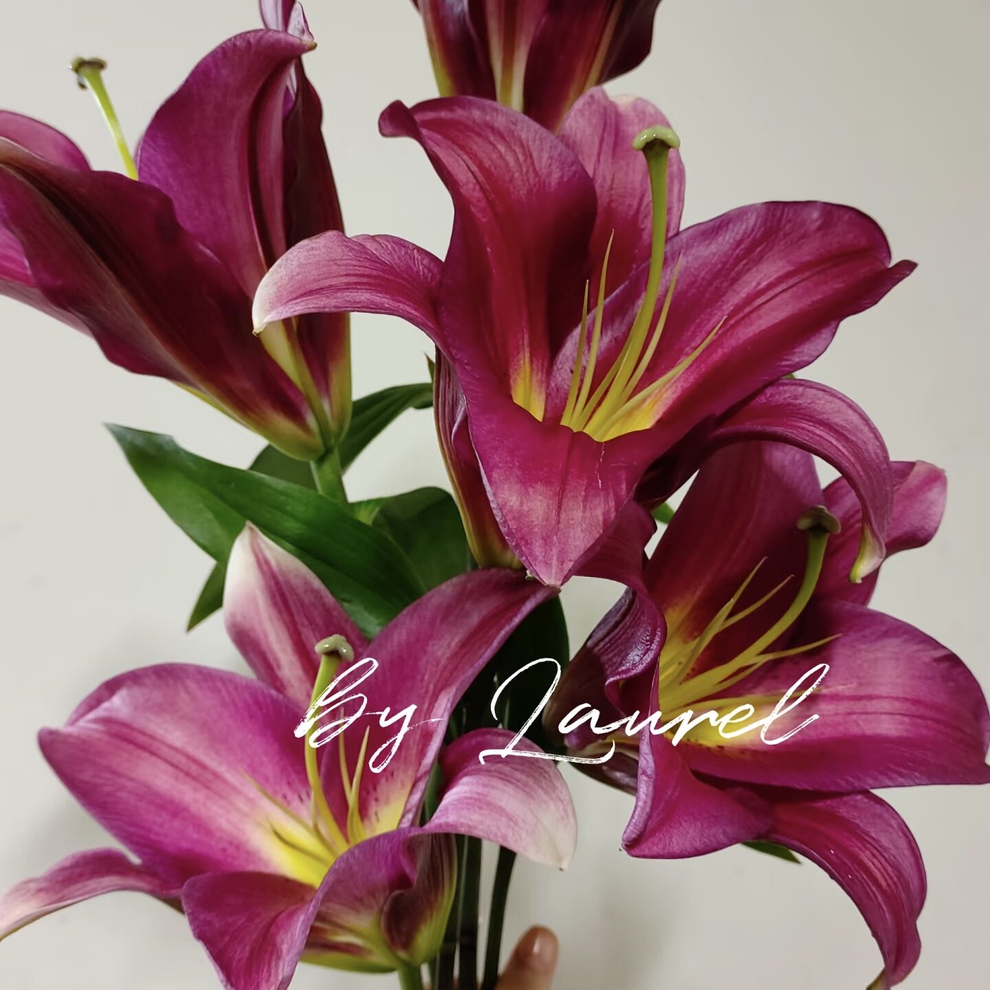 【火石百合】云南基地直发鲜切花复古酒红色，好开