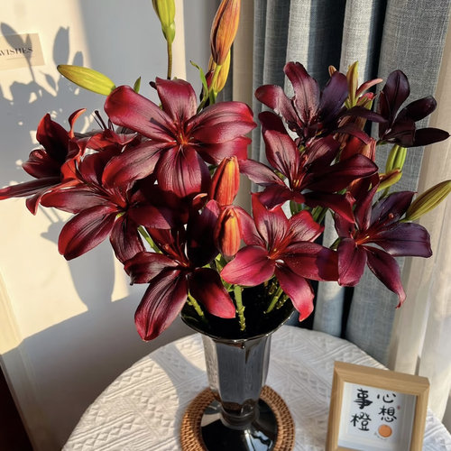 【A级黑宝石】云南基地直发亚百合鲜切花无香味