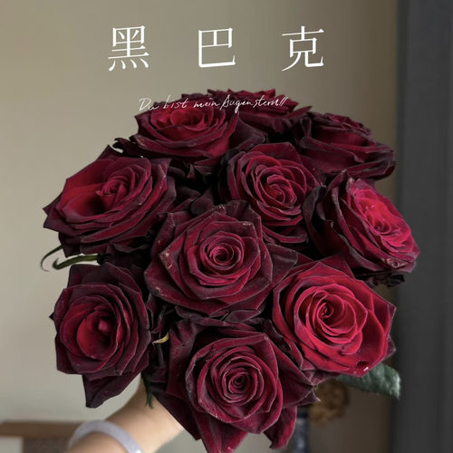【A级黑巴克玫瑰】云南基地直发鲜切花超高级的丝绒感