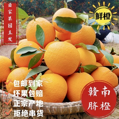 阳光雨露写在舌尖的诗--赣南脐橙