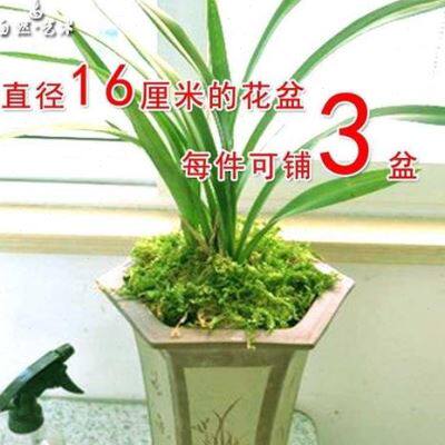 青台草 青苔 鲜活鲜活大灰藓雨淋花盆保湿绿植盆景铺面装饰草皮