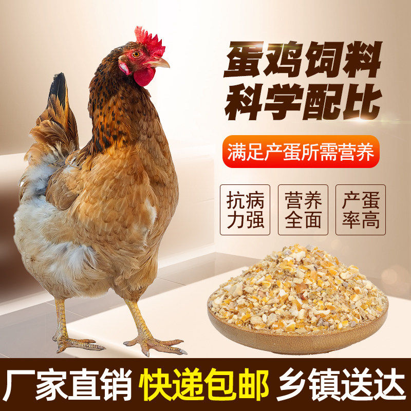 直销蛋鸡饲料喂鸡母鸡产