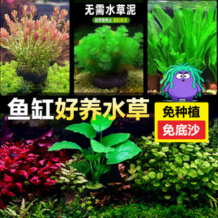 水草植物鱼缸真草造景生态全套摆件养鱼增氧铺底阴性水培净化绿菊