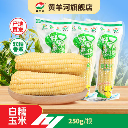 黄羊河白糯玉米棒10根装加热速食糯玉米真空装玉米新鲜糯玉米