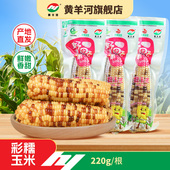 黄羊河彩糯玉米棒10根真空装 糯玉米代餐加热速食玉米早餐粗粮苞谷