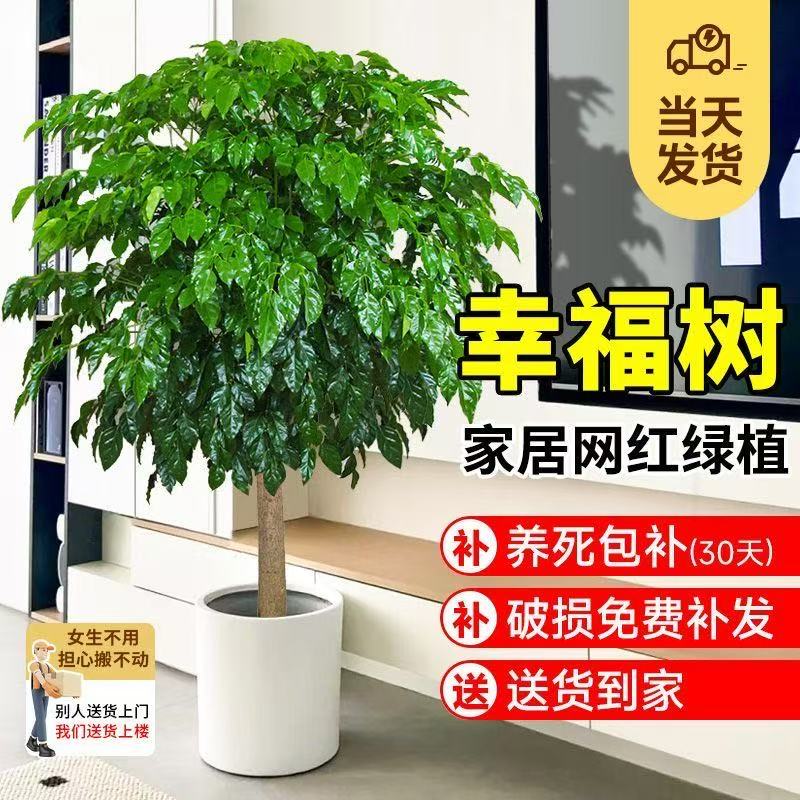 大型幸福树盆栽植物室内大客厅平安发财树盆景花卉绿植