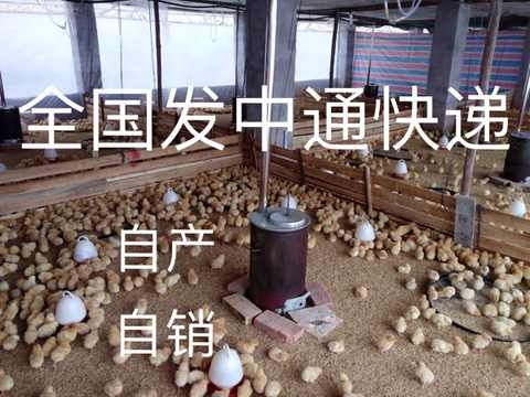 养鸡保温炉养殖小型育雏升温炉养鸡设备用品加热炉