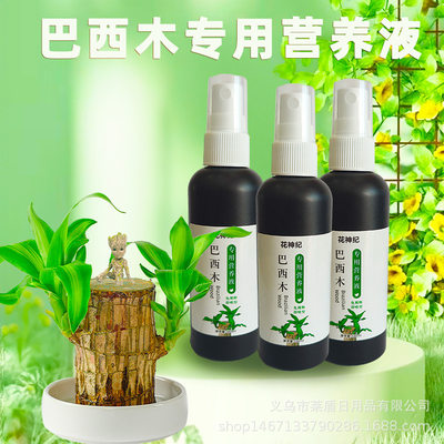 巴西木专用营养液养花肥料培水养植盆栽幸运木巴西木营养液厂家批