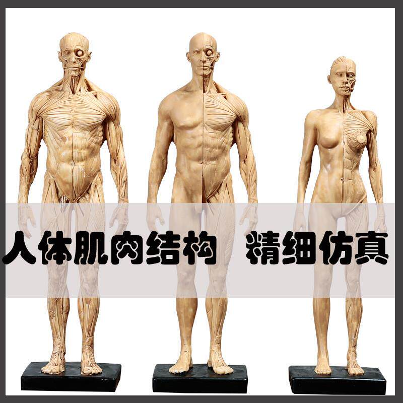 人体结构模型 雕塑美术写生 临摹绘画 参考艺用人体肌肉骨骼厂家