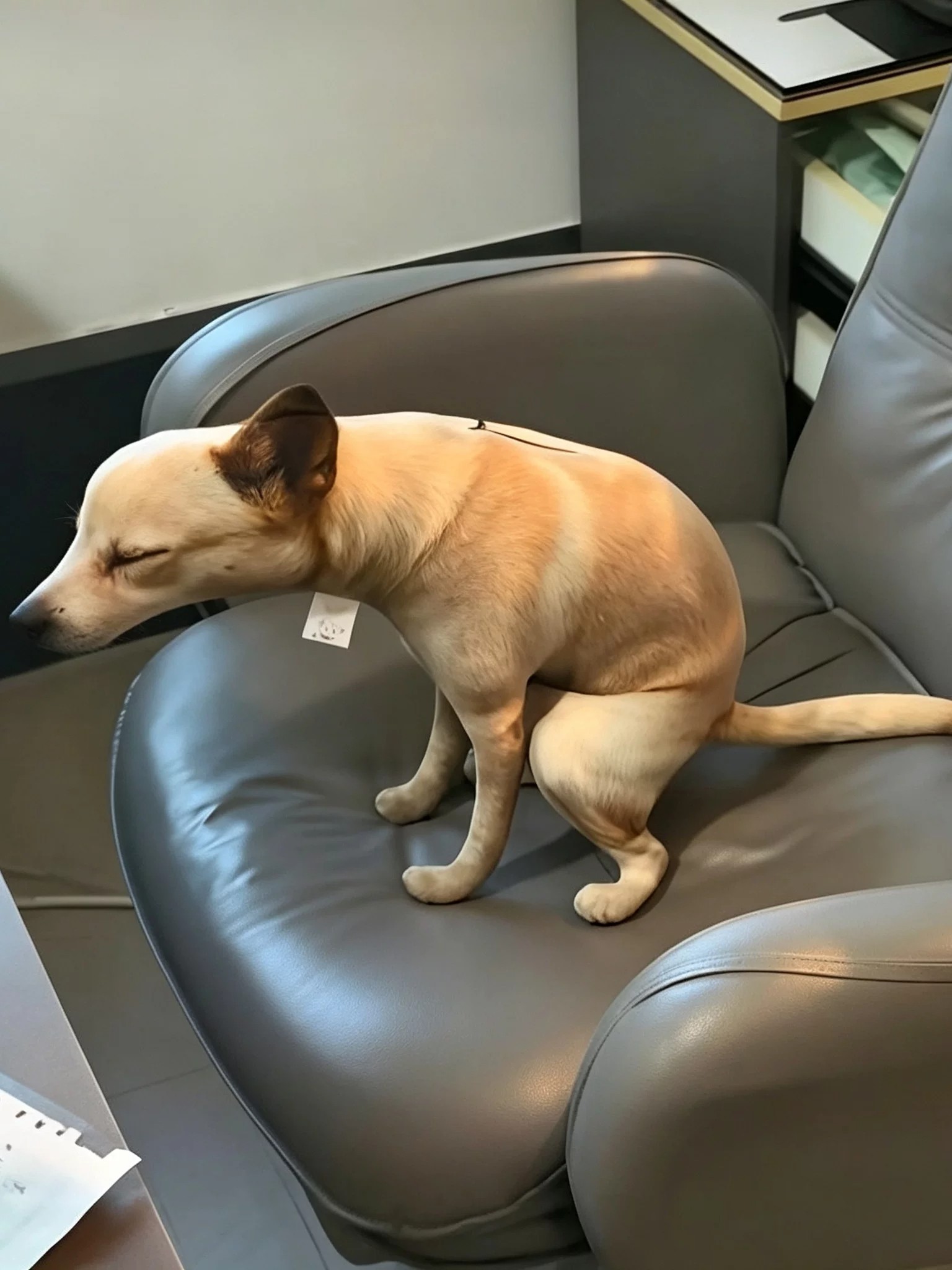 A dog pooping! Quirky and abstract, mm-hmm, dog poop pillow, office backrest doll, prank colleagues