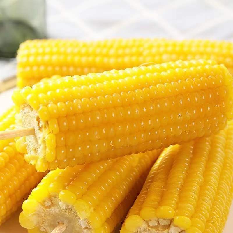 正宗东北黄糯玉棒真空包装白糯玉米早餐代餐即食粘玉米熟黏玉米