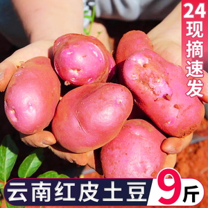 云南红皮黄心土豆9斤包邮新鲜小土豆农家蔬菜洋芋批发自种马铃薯