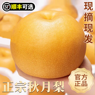 山东秋月梨新鲜梨子当季现摘莱阳
