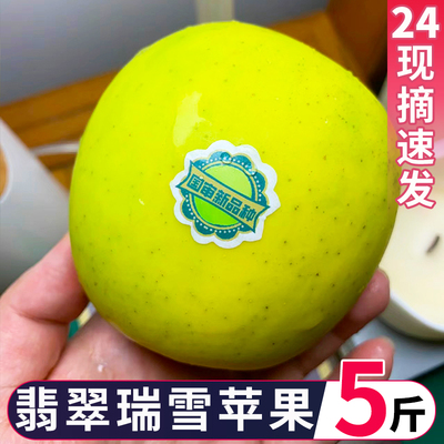 陕西白水正宗瑞阳瑞雪苹果脆甜