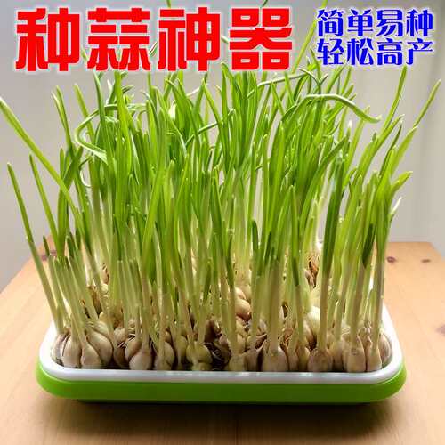 水培蒜苗容器价格 水培蒜苗容器图片 星期三