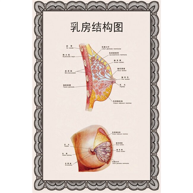 女性乳房结构图矢状解剖图胸部乳腺健康疾病针灸全身经络穴位海