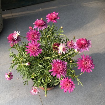 玛格丽特盆栽木茼蒿重瓣单瓣露天花卉小雏Q菊苗带土带花苞发货