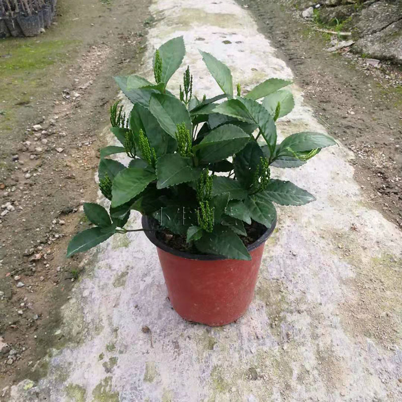 珠兰当年开花 金粟兰花苗 鱼子兰D鸡爪兰花香叶绿庭院阳台绿植盆