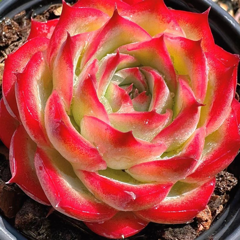 慢悠花房侧影精品多肉r办公室阳台绿植园艺盆栽花卉庭院多肉植物