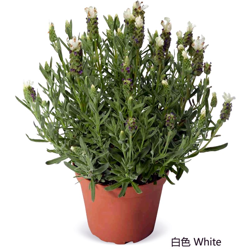 薰衣草花苗 卡斯蒂m诺  优雅系列等  多年生耐寒花卉【鲁虹园艺】