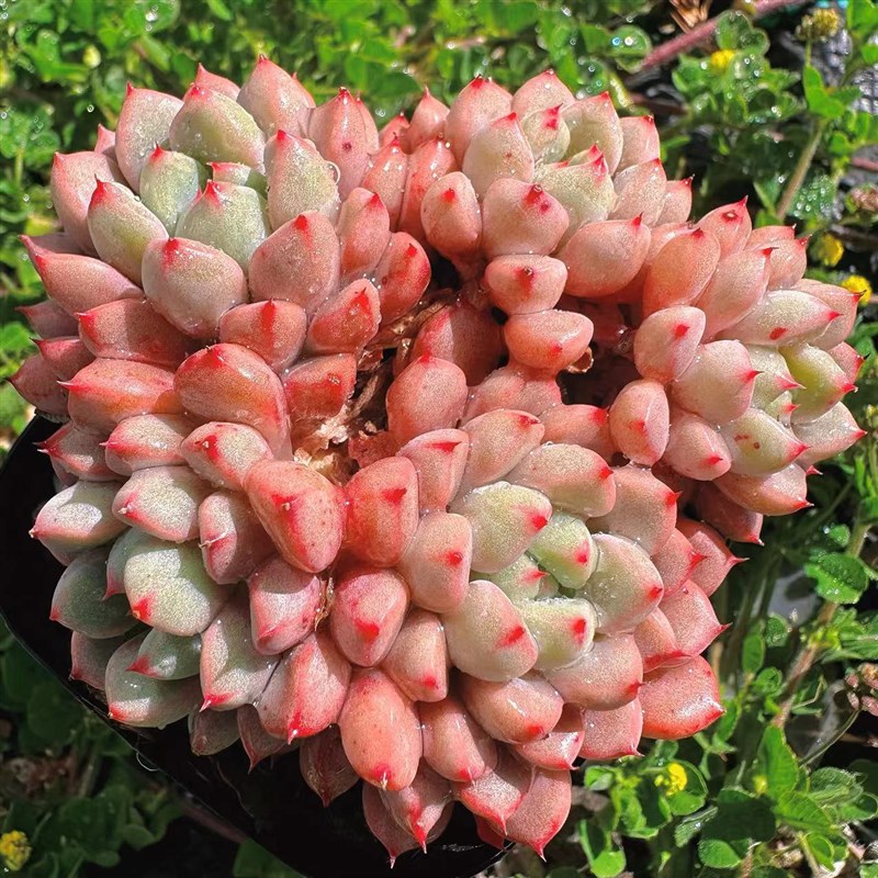 慢悠花房雪桃精品多肉办公v室阳台绿植园艺盆栽花卉庭院多肉植