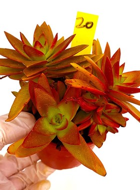 火祭红色多肉植物一物一拍老桩G群生向阳派多肉园艺花卉