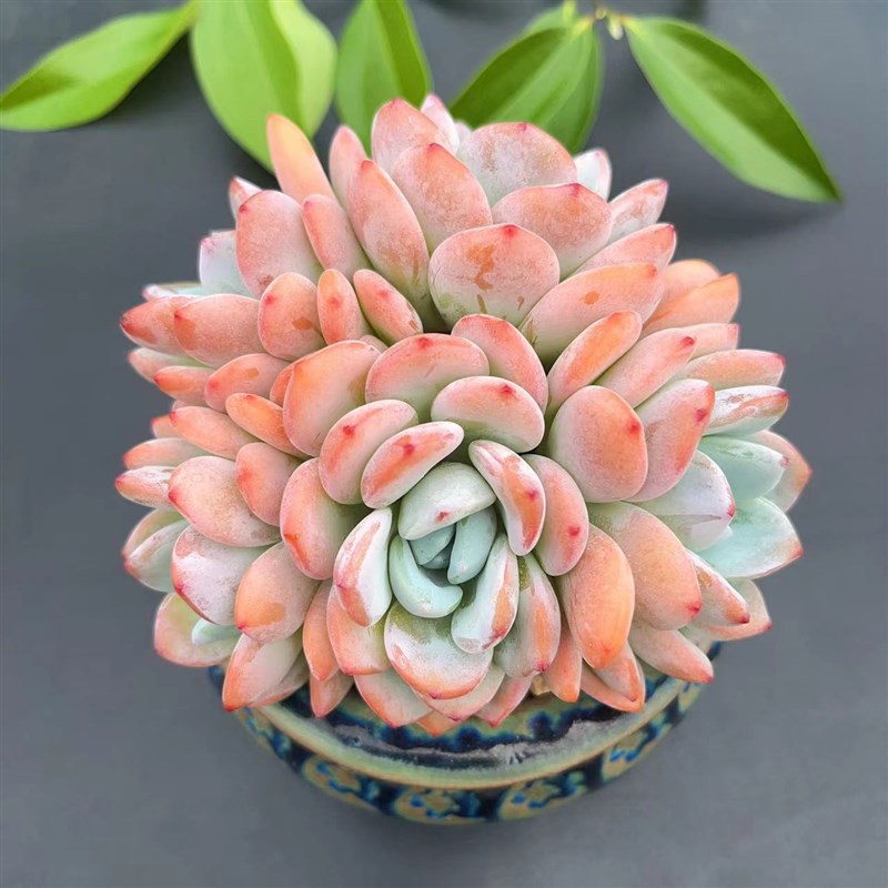 慢悠花房a冷香大羣精品多肉办公室阳台绿植园艺盆栽花卉庭院多肉