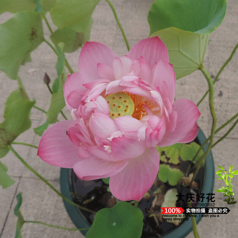 食用莲藕种苗盆栽水桶水缸种植莲藕苗家庭室内外小型荷花莲花藕