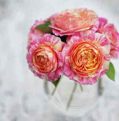 法国莫奈 p11盆灌木月季 经典粉黄条纹耐热勤花 老园丁庭院盆栽