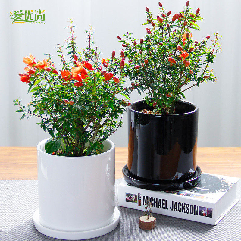 爱优尚石榴花盆栽阳台庭院花卉开花植物鲜花绿植客厅小型桌面盆景