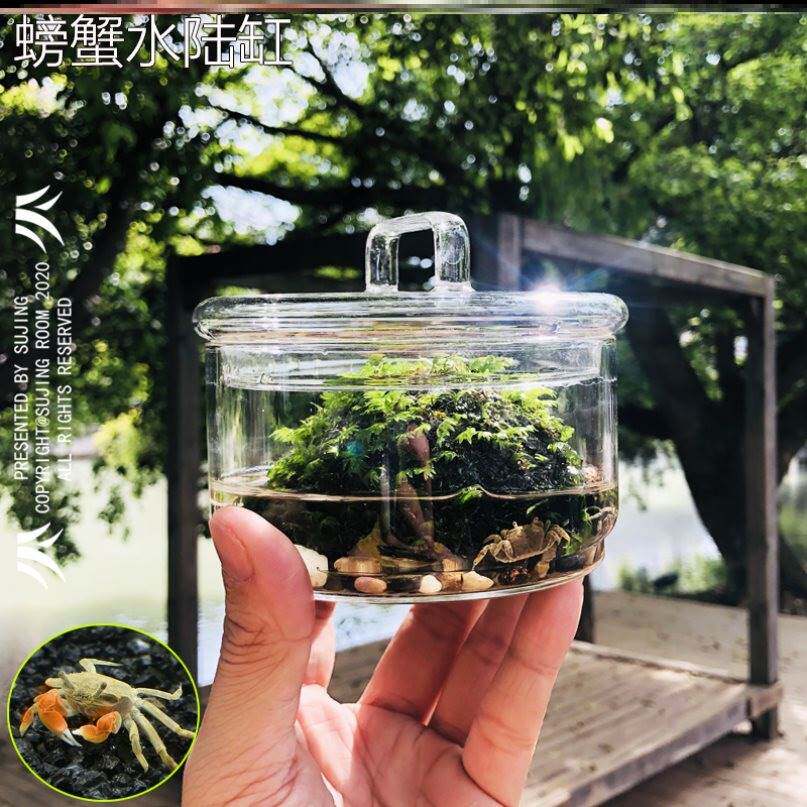 螃蟹生态缸生态瓶辣椒蟹微景观水生陆生莫斯苔藓植物创意玻璃螃蟹