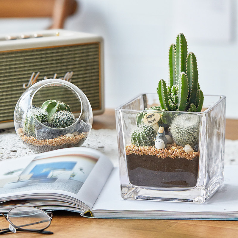 仙人掌创意diy多肉盆栽室内办公桌小摆件仙人球盆景新手好养肉肉