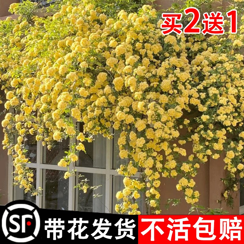 黄木香花苗爬藤植物四季开花卉红白木香树苗室外庭院耐寒浓香好养