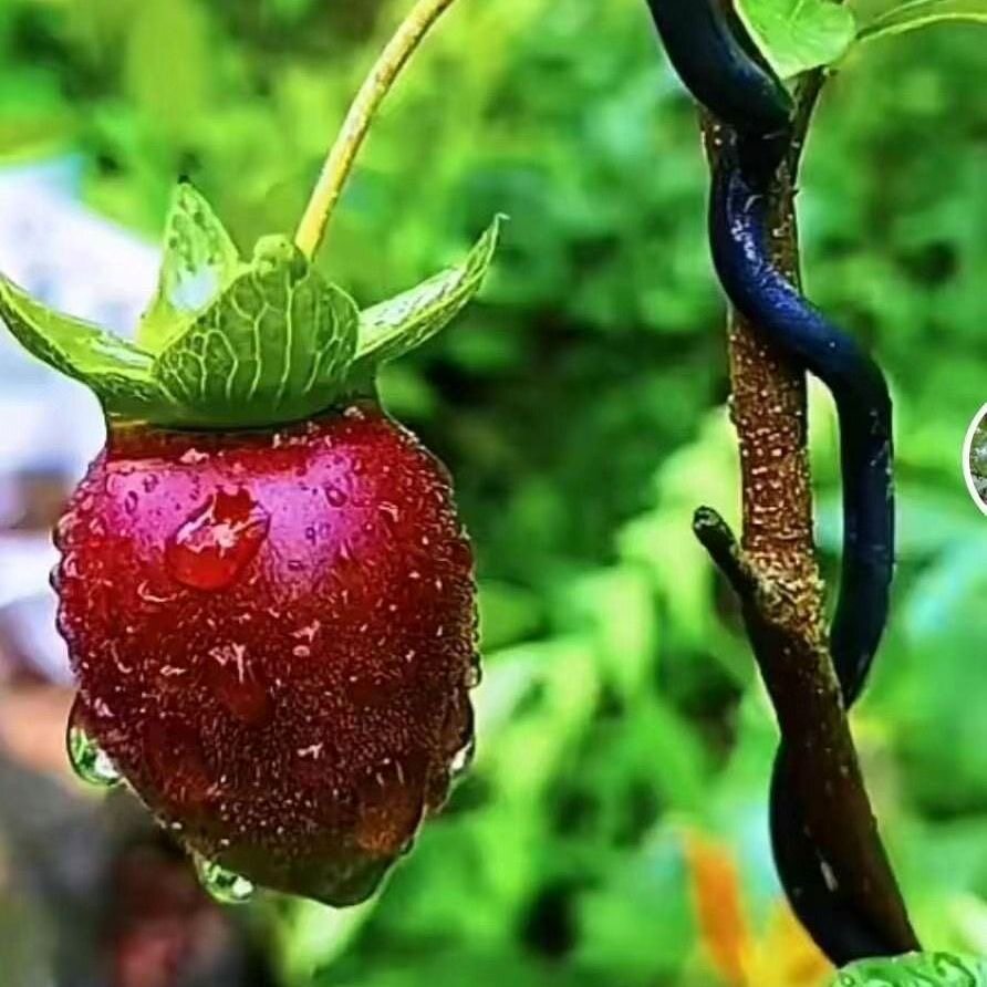 金弹子盆景挂果老熟桩金蝉子盆栽小品母桩葫芦果大型生桩熟桩组合