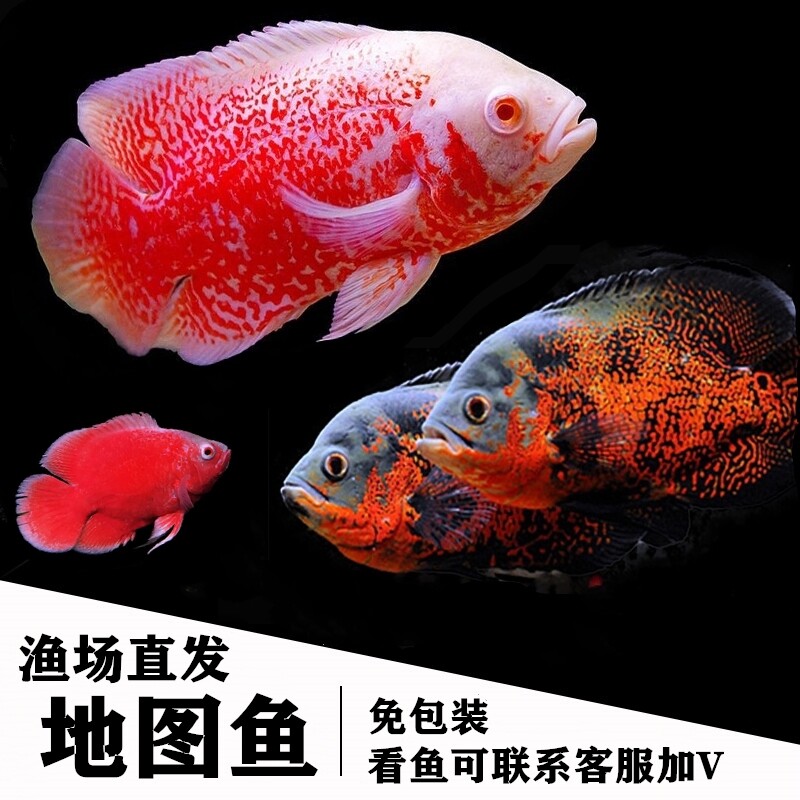 黑白地图猪仔鱼花猪中大型热带观赏鱼银龙招财鹦鹉鱼热带鱼包活