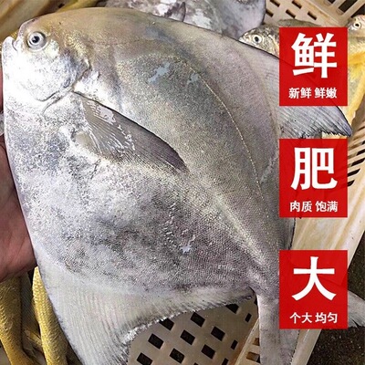 福建海捕鲜冻斗鲳鱼包邮