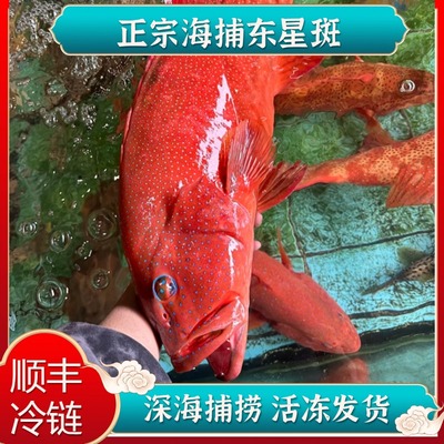 【顺丰冷链】东星斑深海石斑鱼现杀活冻新鲜速冻大石斑海鲜红斑鱼
