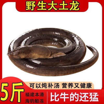 深海野捕大土龙新鲜海产活冻海鳗