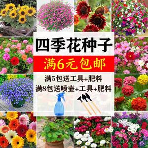 满天星种价格 满天星种图片 星期三