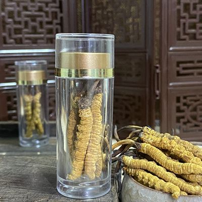 野生冬虫夏草虫草直销正品藏区新鲜当季整根无断草滋补养生礼盒