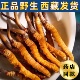 野生冬虫夏草虫草王直销特价 处理高品质干货煲汤精选实惠养生自用