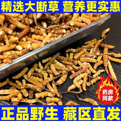 【处理断草】断虫冬虫夏草官方旗舰野生虫草正品干货店非西藏那曲