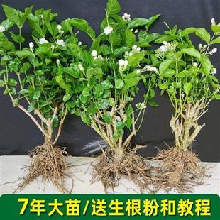 开花庭院窗台观花植物 茉莉花苗室外绿植花卉阳台茉莉花盆栽四季