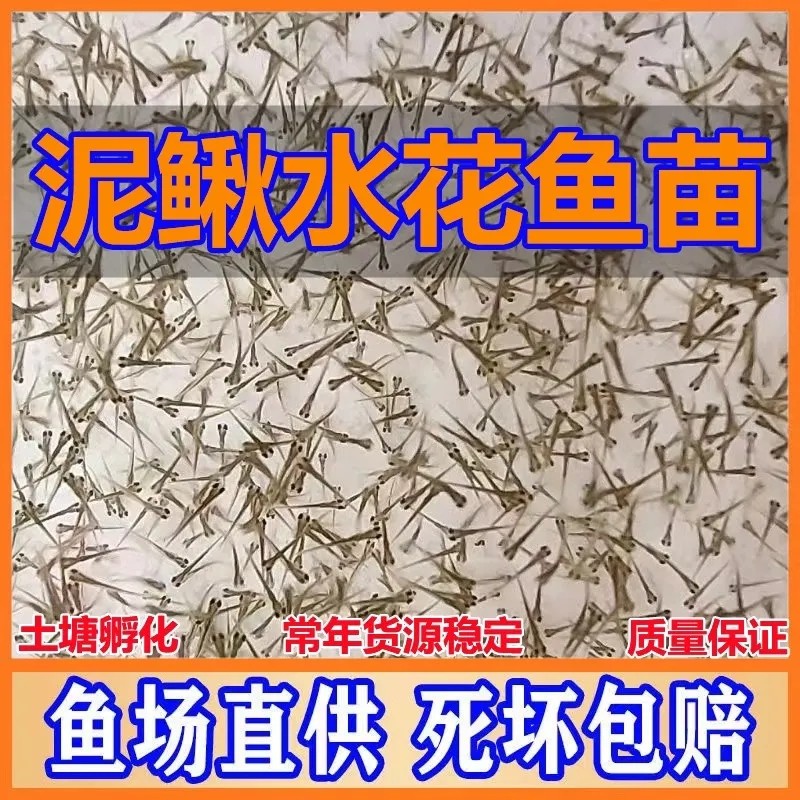 泥鳅水花鱼苗 本地青鳅东北金鳅鲜活筏钓淡水乌龟龙鱼饲料 耐寒