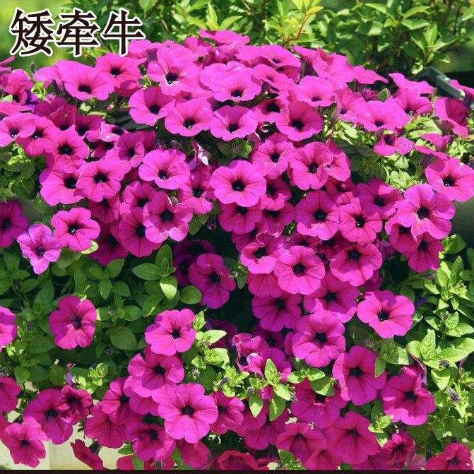 矮牵牛花种子庭院阳台垂吊矮牵牛花种子四季种花期长矮生绿化花籽