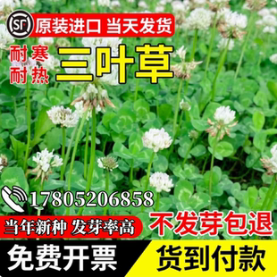 白三叶草种子红三叶草种子进口草籽四季青草坪种子牧草种子花种子