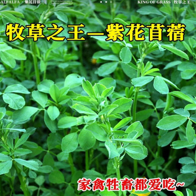 紫花苜蓿种子多年生草籽四季养殖牧草种籽喂鱼兔鹅鸡鸭牛鱼草草种